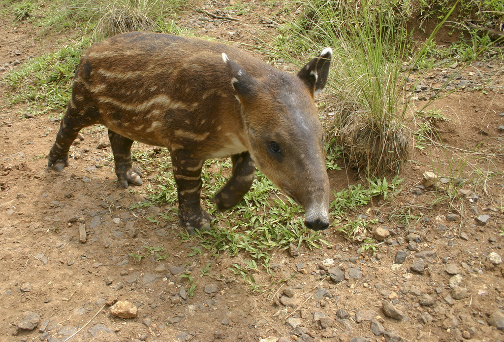 Définition Tapir de Baird Tapirus bairdii